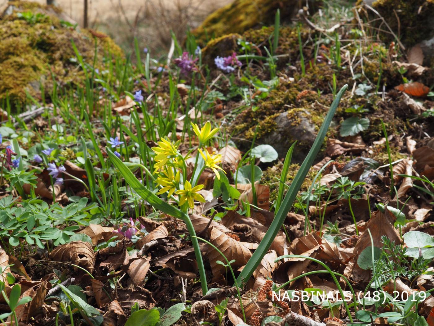 Star-of-Bethlehem, Yellow plant